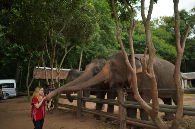 National Elephant Care